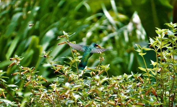 Violeslická Kolibřík Letu Před Květinou Kostarice — Stock fotografie