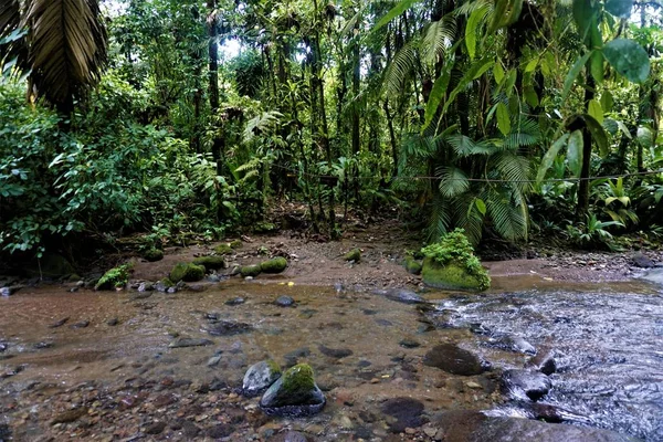 Folyó Dzsungel Braulio Carrillo Nemzeti Park Costas Rica — Stock Fotó