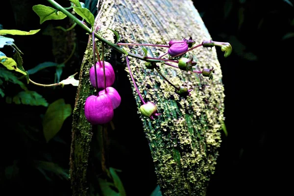 Unidentified Plant Pink Balloon Fruits Spotted Costa Rica — Stock Photo, Image