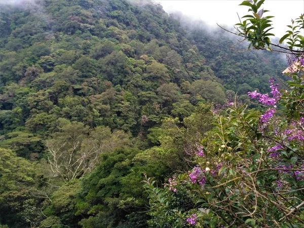 Colinas Del Parque Nacional Juan Castro Blanco Costa Rica Flores — Foto de Stock