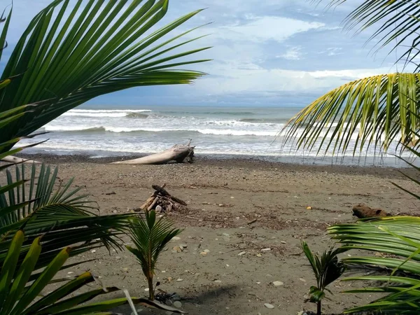 美丽的游戏通过棕榈叶看到 哥斯达黎加 — 图库照片