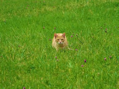 Çim ava şirin kırmızı kedi