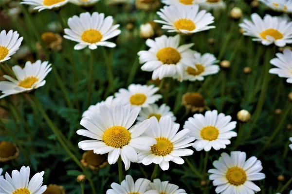 Mező Leucanthemum Vulgaris Virágok Ökör Szem Százszorszépek — Stock Fotó