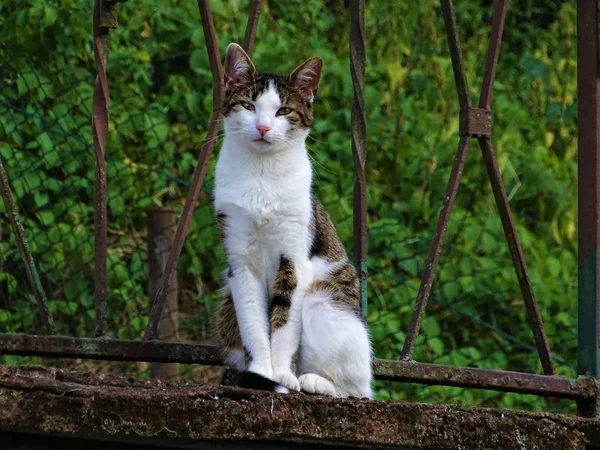 Beatuiful Hnědá Bílá Kočka Sedí Zdivo — Stock fotografie