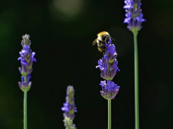 Uma Abelha Coletando Néctar Uma Flor Lavanda — Fotografia de Stock