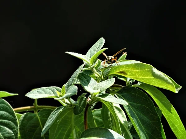 Eine Wespe Sitzt Auf Den Blättern Einer Lonicera Pflanze — Stockfoto