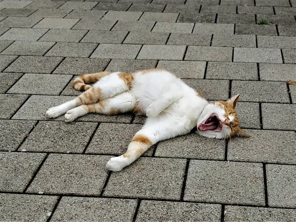 Červená Bílá Kočka Probuzení Zdřímnout — Stock fotografie