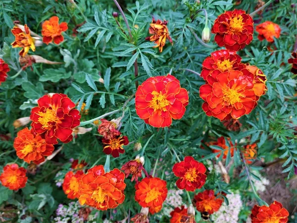 Foto Muitas Lindas Flores Tagetes Laranja — Fotografia de Stock