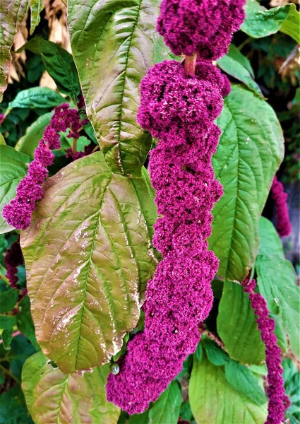 Beautiful Purple Blossoms Amaranth Plant — Stock Photo, Image