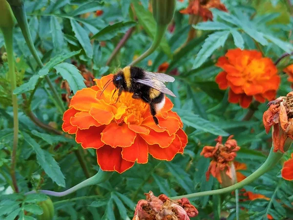 Uma Abelha Está Pollenizando Uma Flor Tagetes Laranja — Fotografia de Stock