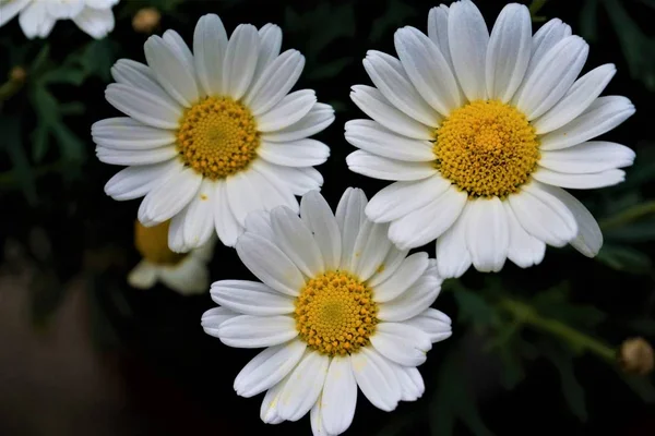 Три Цвітіння Рослини Королиця Вульгарні Крупним Планом — стокове фото
