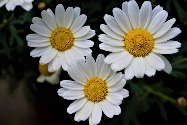 Three Blossoms Leucanthemum Vulgaris Plant Close — Stock Photo, Image