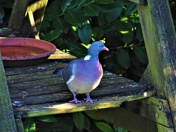 Common Wood Pigeon Sitting Wooden Plank — Stock Photo, Image