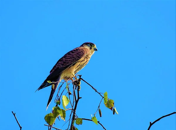 Turmfalke Sitzt Auf Einem Ast Und Blickt Nach Rechts — Stockfoto