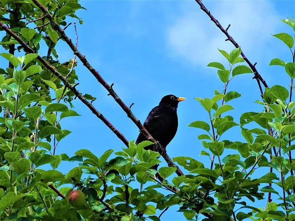 Pájaro Negro Común Macho Cantando Manzano —  Fotos de Stock