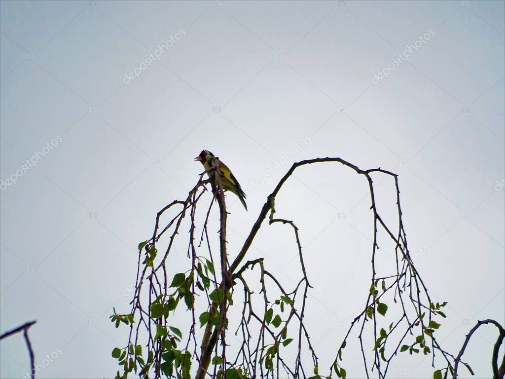 European goldfinch sitting and tweeting from birch tree