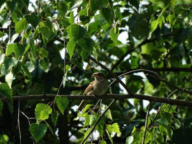 Bir huş ağacında oturan kadın ortak serçe
