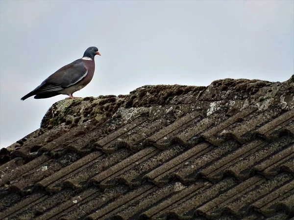 Pombo Madeira Comum Telhado — Fotografia de Stock