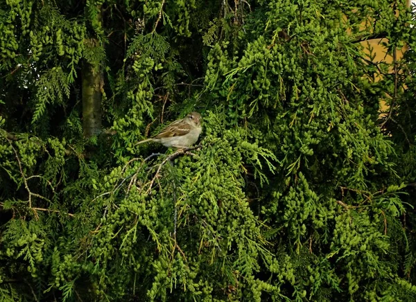 Pardal Casa Feminina Árvore Thuja Olhando Para Câmera — Fotografia de Stock