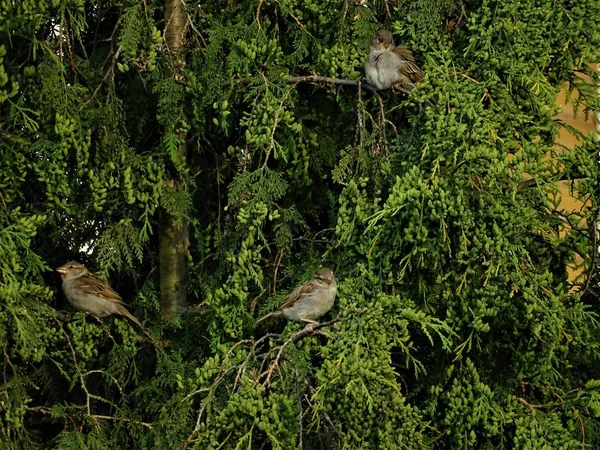 Три Самки Воробьев Дереве Туя Выглядят Мило — стоковое фото