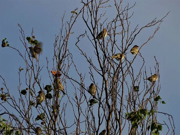 Bir Ağacın Taç Oturan Bir Sürü Serçe Veya Finches — Stok fotoğraf