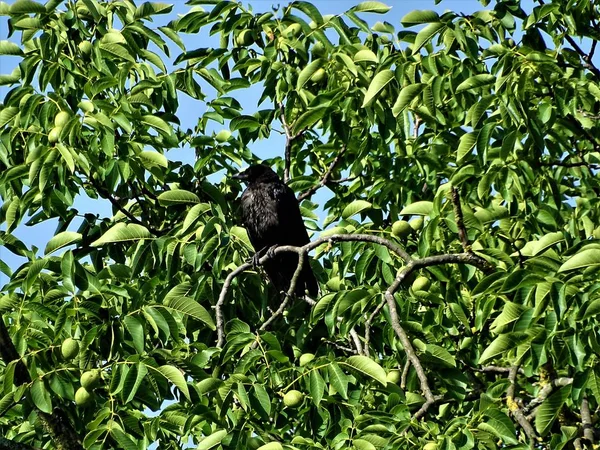 Mrskovou Vrána Sedící Stromu Vlašského Ořechu — Stock fotografie