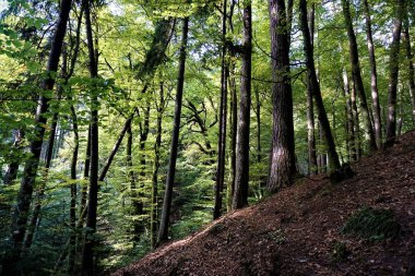 Altın Ekim günü mistik Odenwald orman