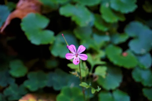 Geranium Robertianum Fläckig Skogen Odenwald Nära Zwingenberg Tyskland — Stockfoto