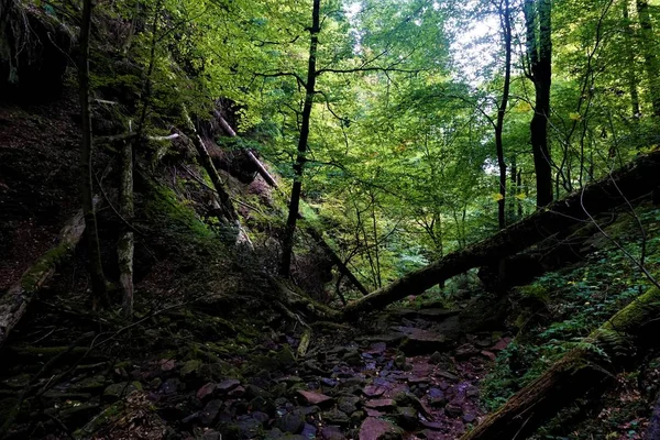 Parte Salvaje Peligrosa Cañada Del Lobo Zwingenberg Alemania — Foto de Stock