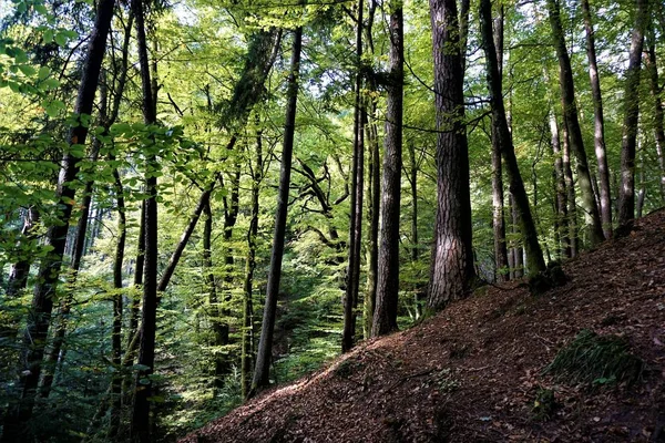 Bosque Místico Odenwald Día Dorado Octubre — Foto de Stock