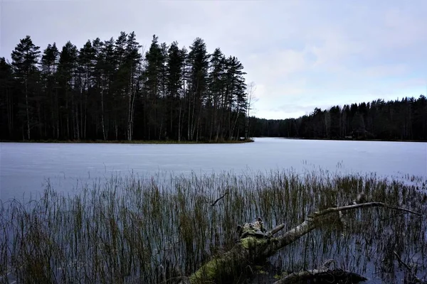 Árbol Caído Caña Lago Congelado Haukkalampi Finlandia — Foto de Stock