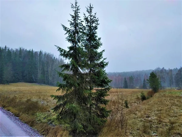 Paisaje Forestal Parque Nacional Nuuksio Día Nevado — Foto de Stock