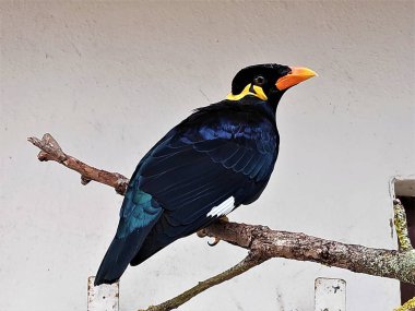 Common hill myna sitting on a branch in front of a wall clipart