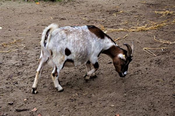 Chèvre Brune Blanche Avec Des Cornes Recherche Nourriture — Photo