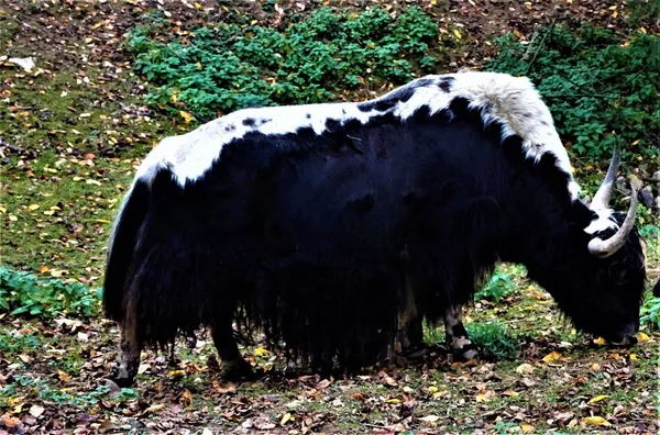 Uno Yak Maschio Bianco Nero Pascolo Nella Foresta — Foto Stock