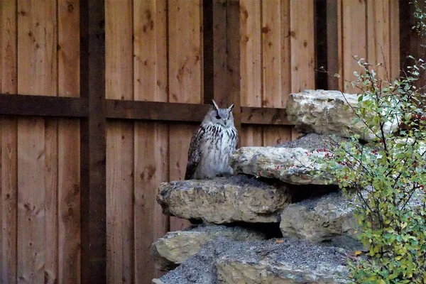 Uhu Sitzt Auf Einem Stein Und Sucht Beute — Stockfoto