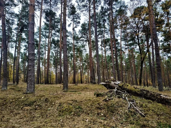Шотландцы Сосны Лесу Травой Стволом Дерева — стоковое фото