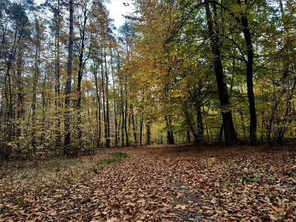 Лісова Стежка Повна Листя Восени — стокове фото