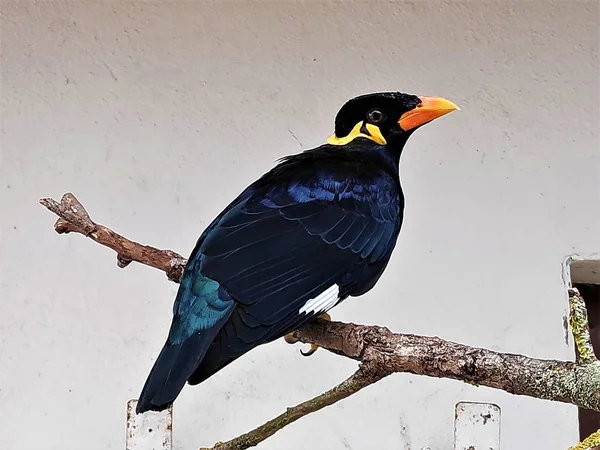 Myna Comum Colina Sentado Ramo Frente Uma Parede — Fotografia de Stock