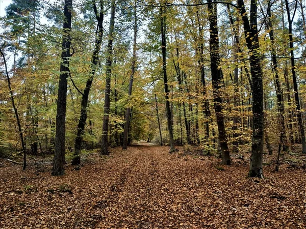 Багато Листя Підлозі Лісі Під Час Осені — стокове фото