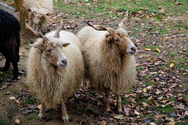 Photo Deux Moutons Racka Blancs Regardant Droite — Photo