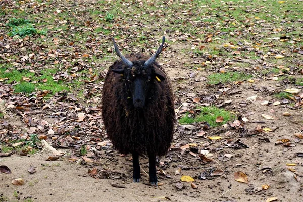 Black Racka Moutons Dans Parc Air Drôle — Photo