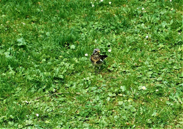 Fieldfare visto en un prado en Munich —  Fotos de Stock