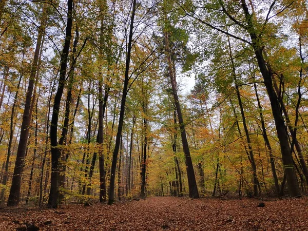Красива сцена лісу восени поблизу Ротвейль — стокове фото