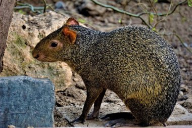 Agouti bir çalı önünde oturan ve seyir