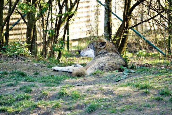 Ein einziger grauer Wolf liegt entspannt im Gras — Stockfoto