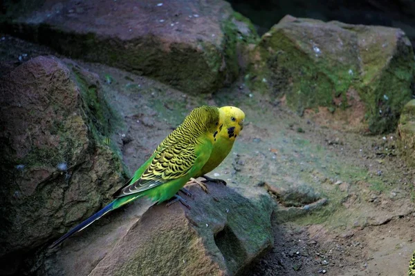 Two budgerigars sitting on rock and looking — Stock Photo, Image