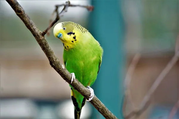 Budgie sentado em um galho crooking cabeça — Fotografia de Stock