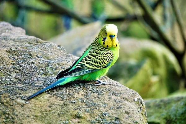 Budgerigar sentado em uma rocha e olhando diretamente para a câmera — Fotografia de Stock