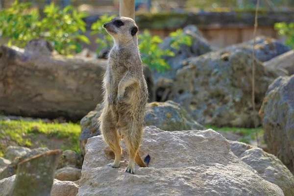 Meerkat standing on rock looking to the left — Stock Photo, Image